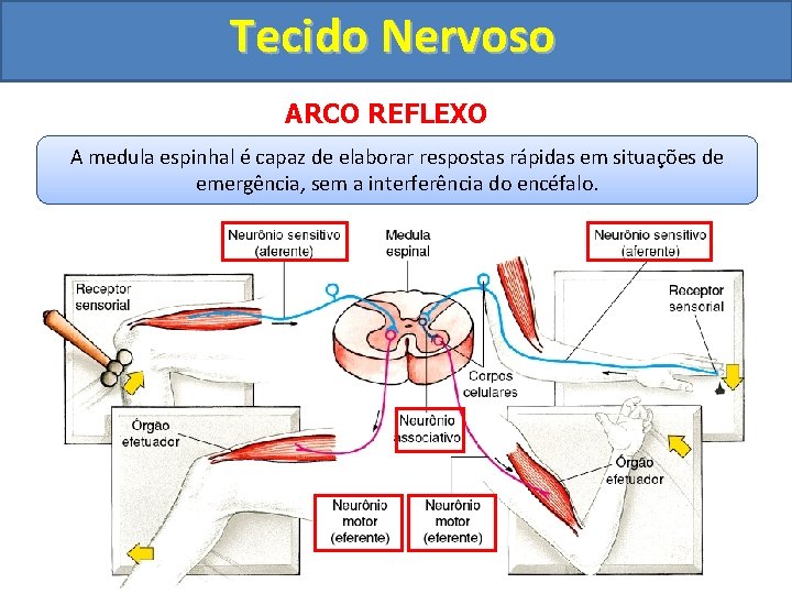 Tecido Nervoso ARCO REFLEXO A medula espinhal é capaz de elaborar respostas rápidas em