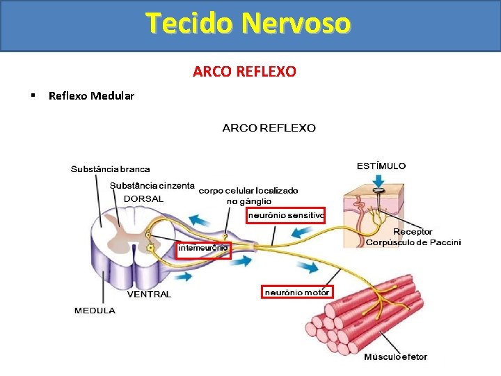 Tecido Nervoso ARCO REFLEXO § Reflexo Medular 