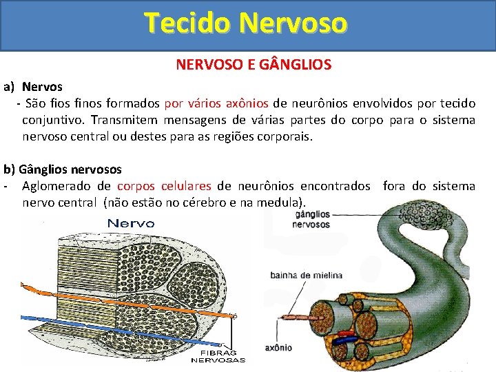 Tecido Nervoso NERVOSO E G NGLIOS a) Nervos - São fios finos formados por
