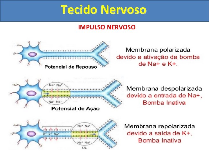 Tecido Nervoso IMPULSO NERVOSO 