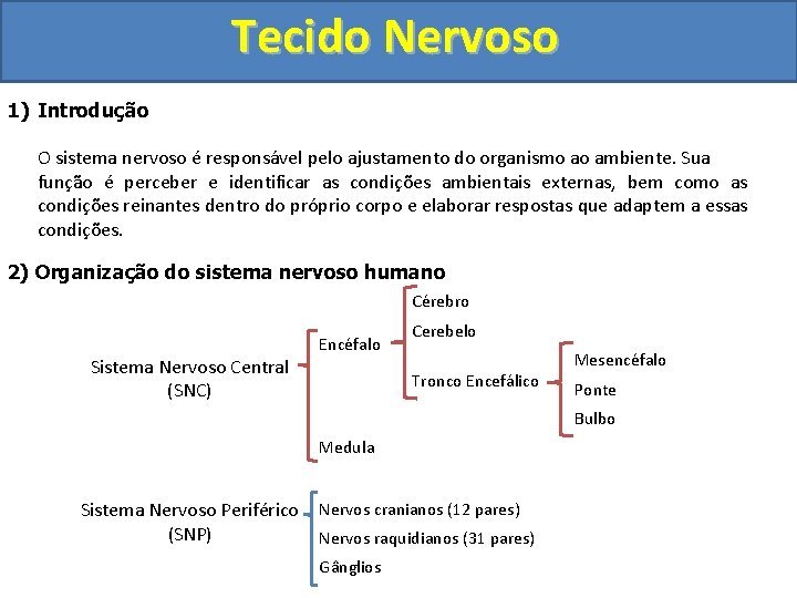 Tecido Nervoso 1) Introdução O sistema nervoso é responsável pelo ajustamento do organismo ao