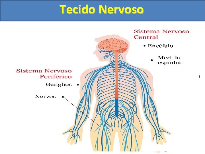 Tecido Nervoso SNC SNP 