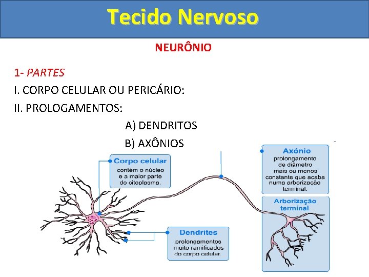 Tecido Nervoso NEURÔNIO 1 - PARTES I. CORPO CELULAR OU PERICÁRIO: II. PROLOGAMENTOS: A)