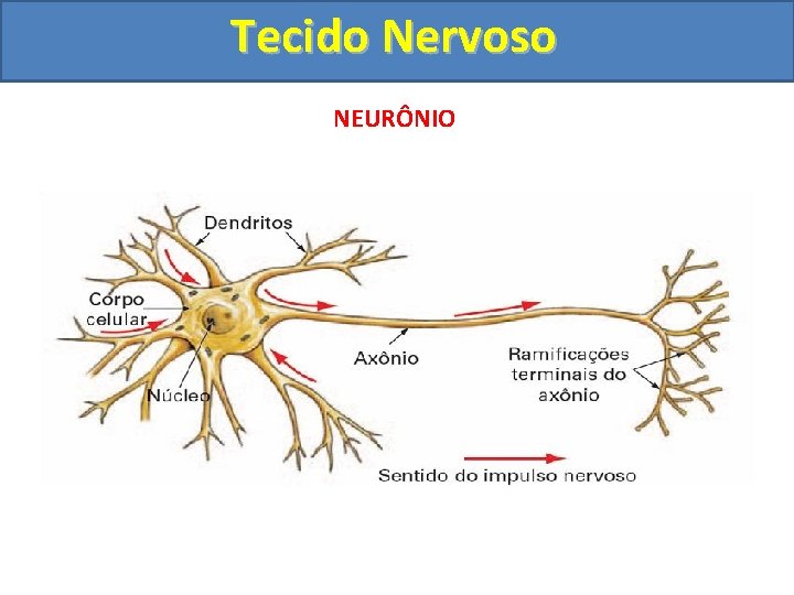 Tecido Nervoso NEURÔNIO 