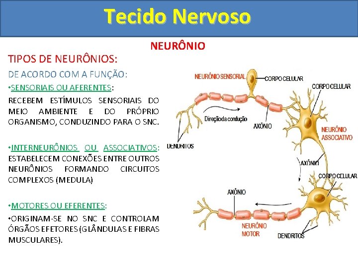 Tecido Nervoso TIPOS DE NEURÔNIOS: NEURÔNIO DE ACORDO COM A FUNÇÃO: • SENSORIAIS OU