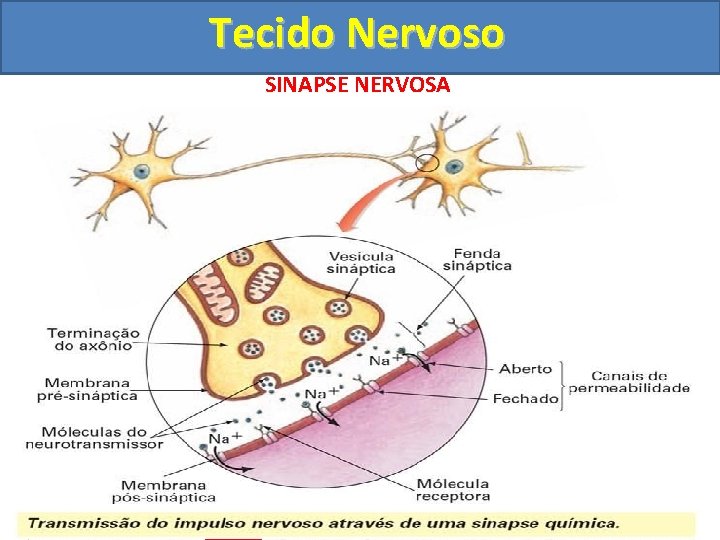 Tecido Nervoso SINAPSE NERVOSA ESTRUTURA DAS SINAPSES - MEMBRANA PRÉ-SINÁPTICA (DO TERMINAL AXÔNICO) -