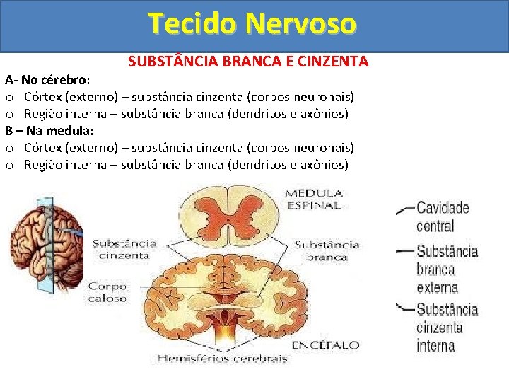 Tecido Nervoso SUBST NCIA BRANCA E CINZENTA A- No cérebro: o Córtex (externo) –