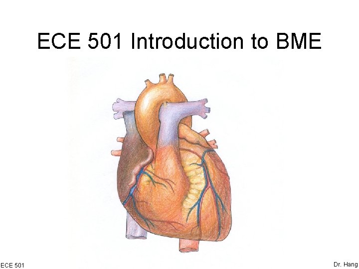 ECE 501 Introduction to BME ECE 501 Dr. Hang 