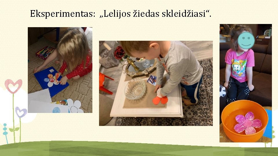 Eksperimentas: „Lelijos žiedas skleidžiasi“. 