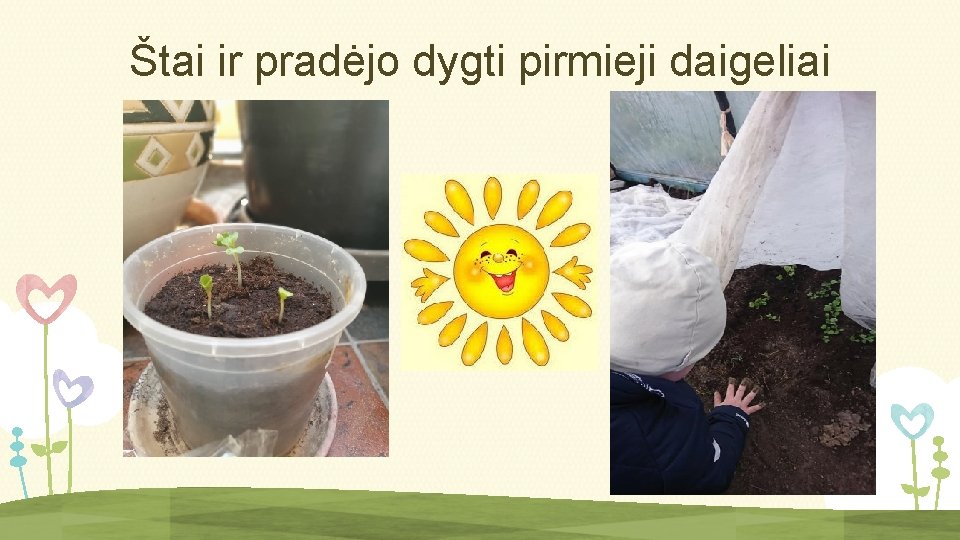 Štai ir pradėjo dygti pirmieji daigeliai 