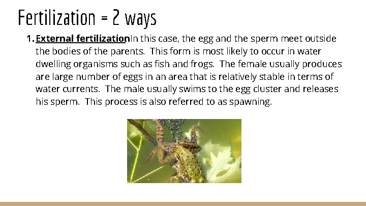 Fertilization = 2 ways 1. External fertilization : In this case, the egg and