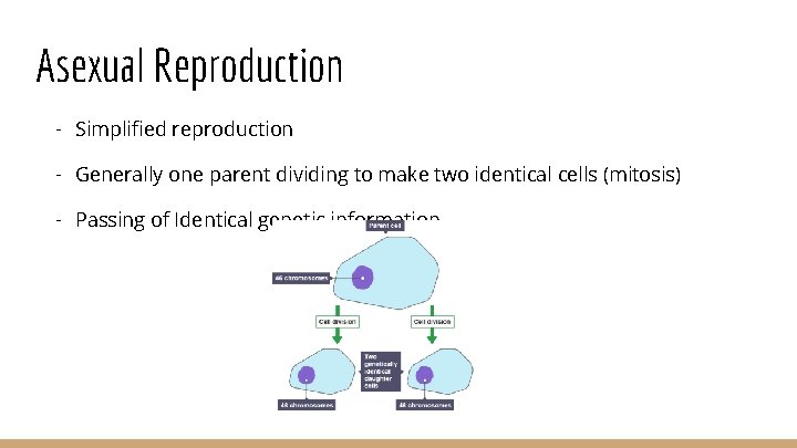 Asexual Reproduction - Simplified reproduction - Generally one parent dividing to make two identical