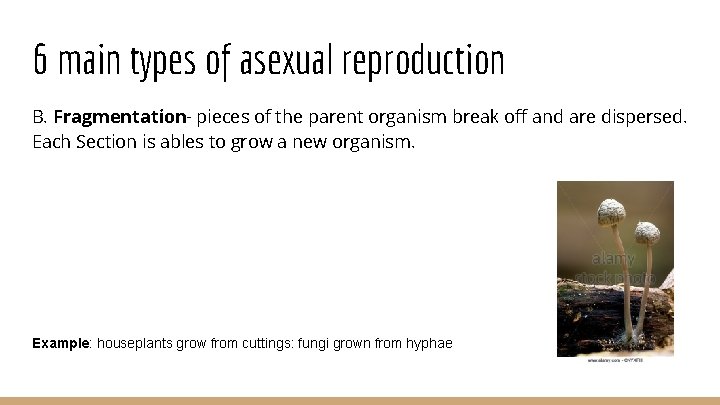 6 main types of asexual reproduction B. Fragmentation- pieces of the parent organism break