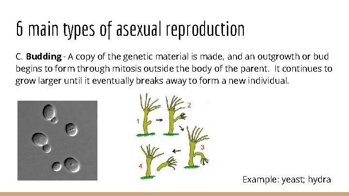 6 main types of asexual reproduction C. Budding - A copy of the genetic