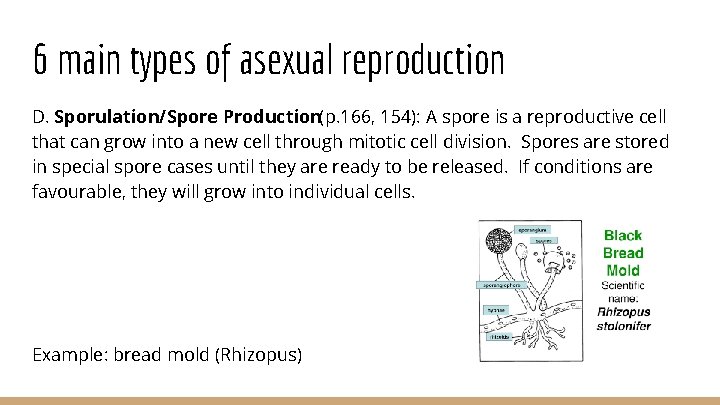 6 main types of asexual reproduction D. Sporulation/Spore Production(p. 166, 154): A spore is