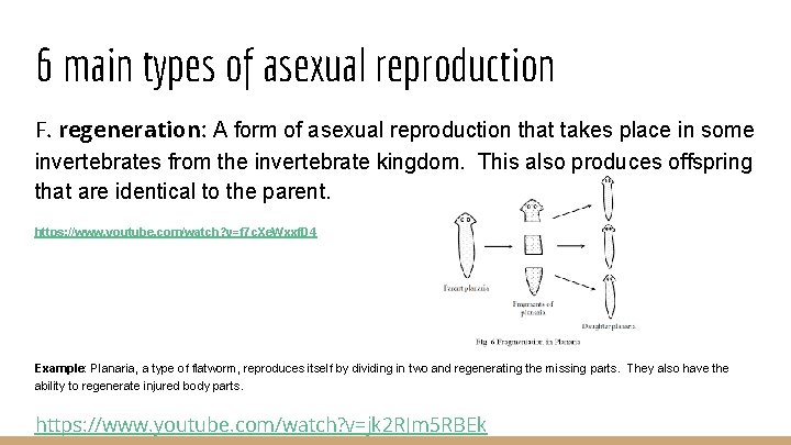 6 main types of asexual reproduction F. regeneration: A form of asexual reproduction that