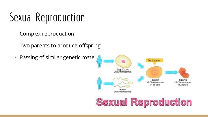 Sexual Reproduction - Complex reproduction - Two parents to produce offspring - Passing of