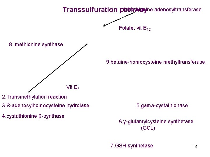1. methionine adenosyltransferase Transsulfuration pathway Folate, vit B 12 8. methionine synthase 9. betaine-homocysteine
