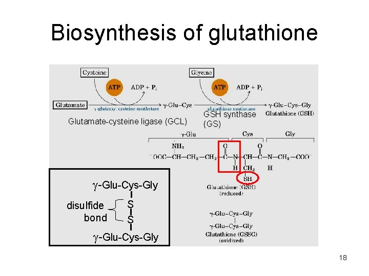 Biosynthesis of glutathione Glutamate-cysteine ligase (GCL) GSH synthase (GS) -Glu-Cys-Gly disulfide bond S S