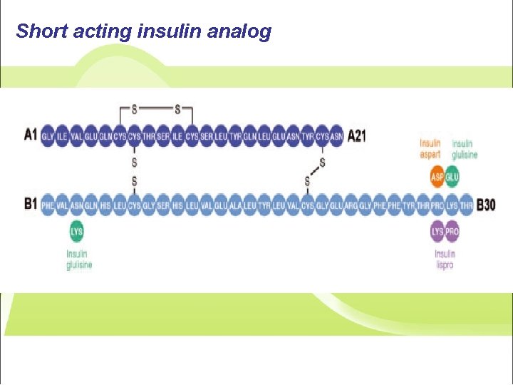 Short acting insulin analog 