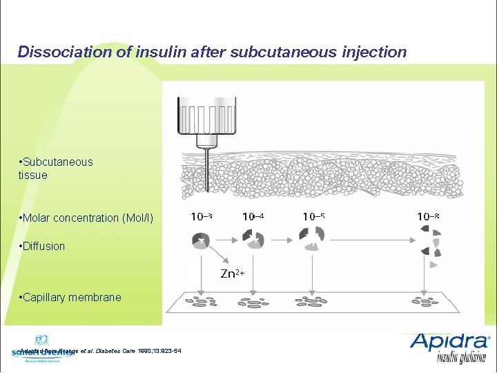 Dissociation of insulin after subcutaneous injection • Subcutaneous tissue • Molar concentration (Mol/l) •