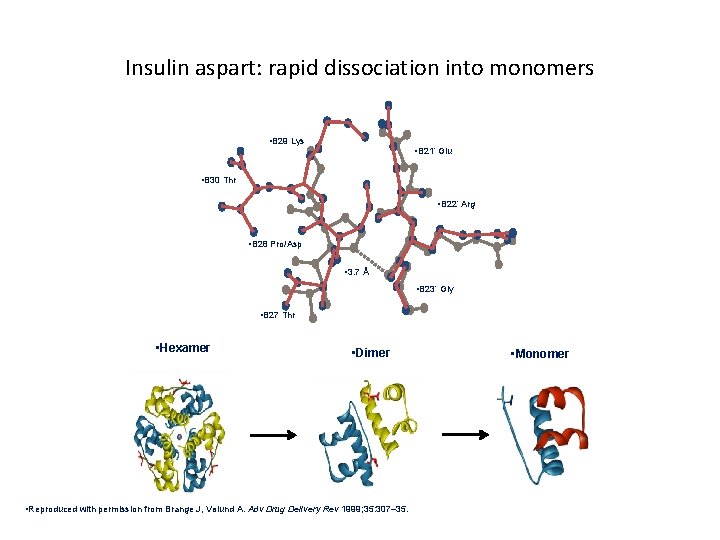 Insulin aspart: rapid dissociation into monomers • B 29 Lys • B 21’ Glu
