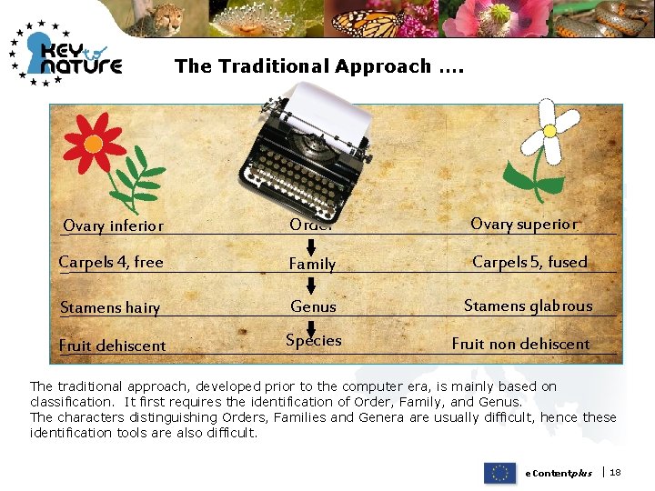 The Traditional Approach …. Ovary inferior Order Ovary superior Carpels 4, free Family Carpels