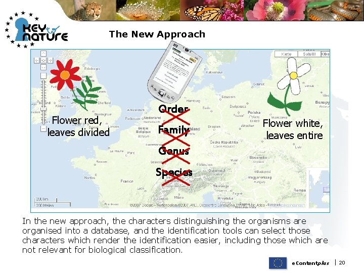 The New Approach Flower red, leaves divided Order Family Flower white, leaves entire Genus