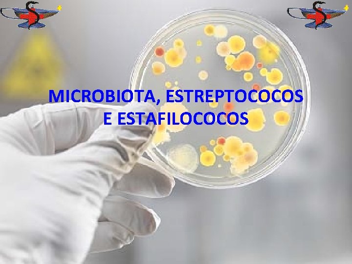 MICROBIOTA, ESTREPTOCOCOS E ESTAFILOCOCOS 