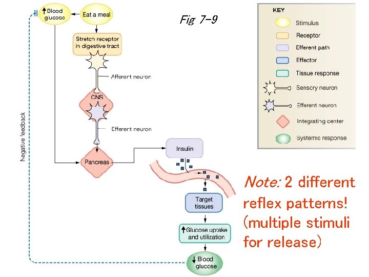 Fig 7 -9 Note: 2 different reflex patterns! (multiple stimuli for release) Fig 7 -9 Note: 2 different reflex patterns! (multiple stimuli for release)