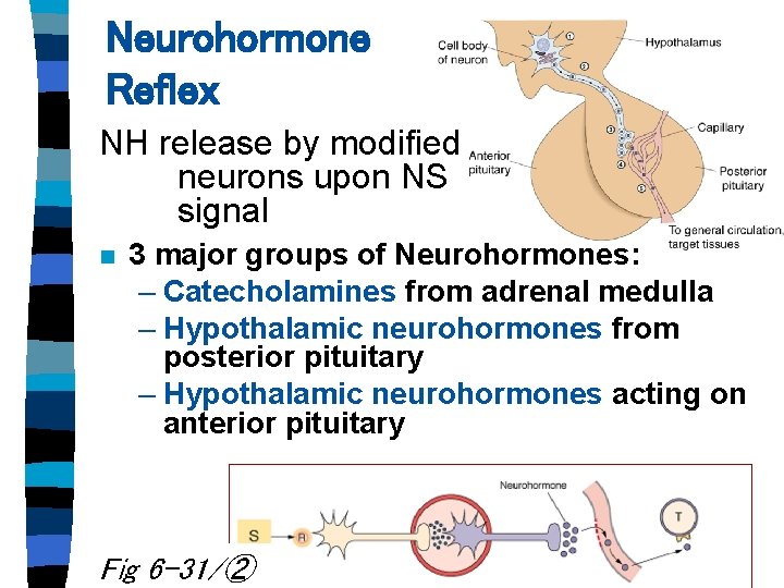 Neurohormone Reflex NH release by modified neurons upon NS signal n 3 major groups Neurohormone Reflex NH release by modified neurons upon NS signal n 3 major groups