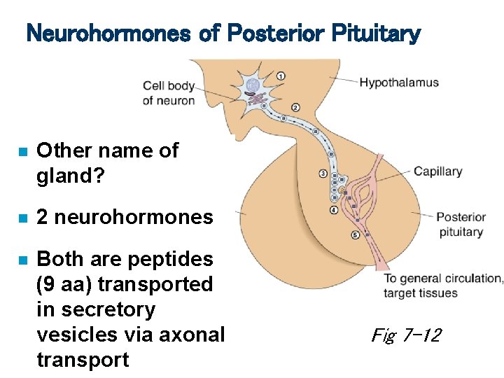 Neurohormones of Posterior Pituitary n Other name of gland? n 2 neurohormones n Both Neurohormones of Posterior Pituitary n Other name of gland? n 2 neurohormones n Both