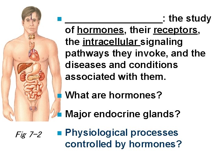 Fig 7 -2 n _________: the study of hormones, their receptors, the intracellular signaling Fig 7 -2 n _________: the study of hormones, their receptors, the intracellular signaling