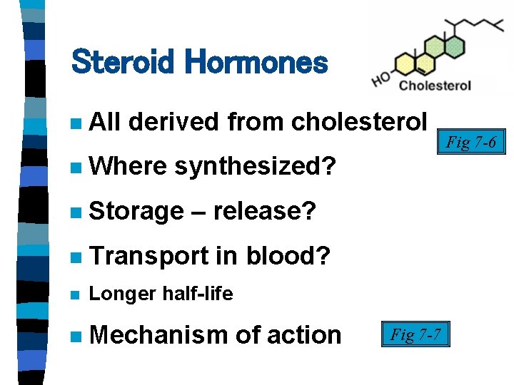 Steroid Hormones n All derived from cholesterol n Where synthesized? n Storage – release? Steroid Hormones n All derived from cholesterol n Where synthesized? n Storage – release?