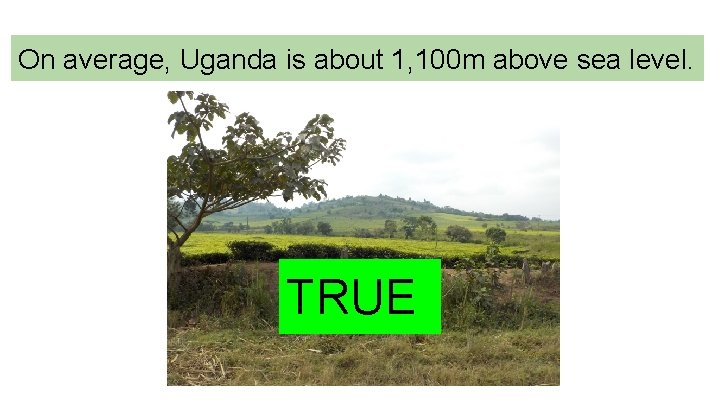 On average, Uganda is about 1, 100 m above sea level. TRUE 