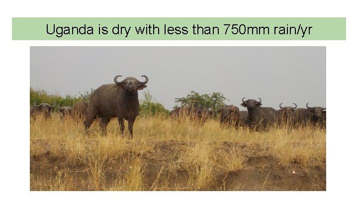 Uganda is dry with less than 750 mm rain/yr 