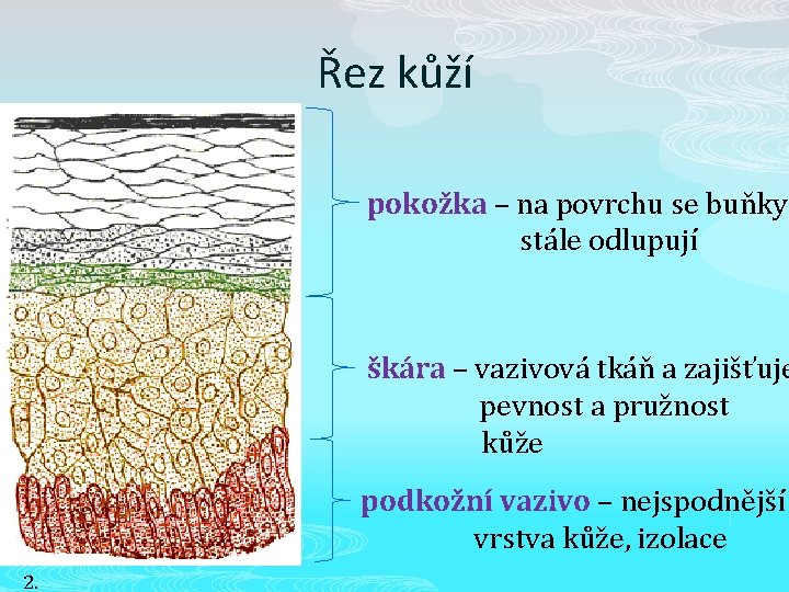 Řez kůží pokožka – na povrchu se buňky stále odlupují škára – vazivová tkáň