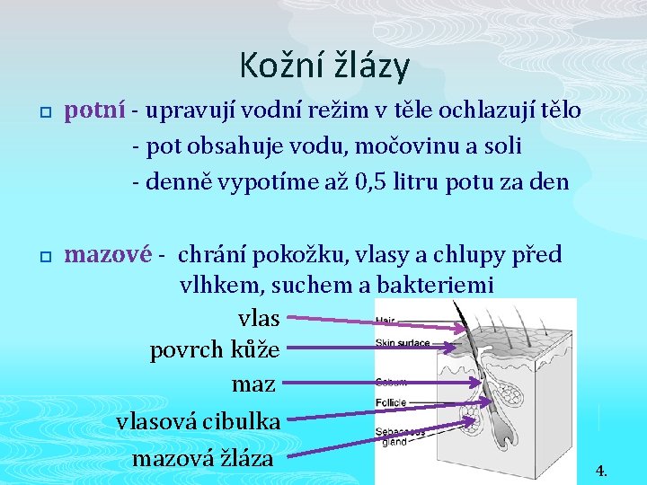 Kožní žlázy p p potní - upravují vodní režim v těle ochlazují tělo -