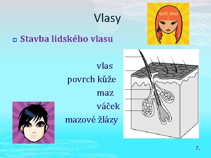 Vlasy p Stavba lidského vlasu vlas povrch kůže maz váček mazové žlázy 7. 