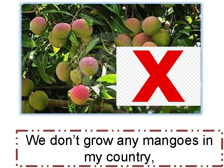 We don’t grow any mangoes in my country, 