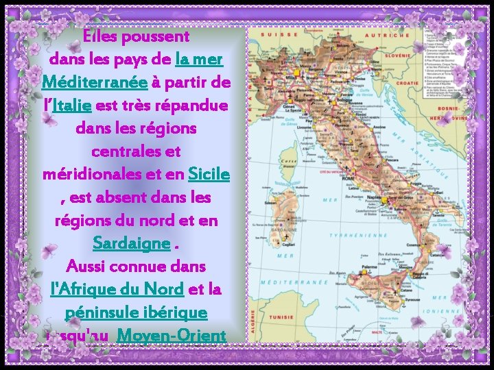 Elles poussent dans les pays de la mer Méditerranée à partir de l’Italie est Elles poussent dans les pays de la mer Méditerranée à partir de l’Italie est