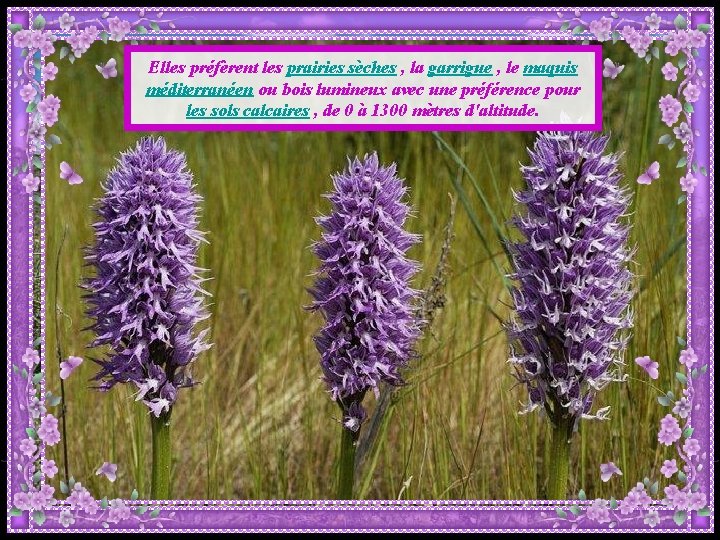 Elles préfèrent les prairies sèches , la garrigue , le maquis méditerranéen ou bois Elles préfèrent les prairies sèches , la garrigue , le maquis méditerranéen ou bois