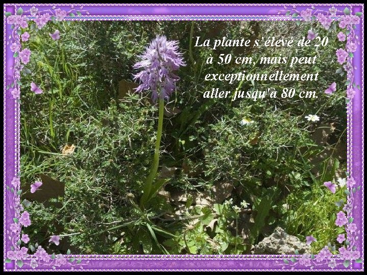 La plante s’élevé de 20 à 50 cm, mais peut exceptionnellement aller jusqu'à 80 La plante s’élevé de 20 à 50 cm, mais peut exceptionnellement aller jusqu'à 80