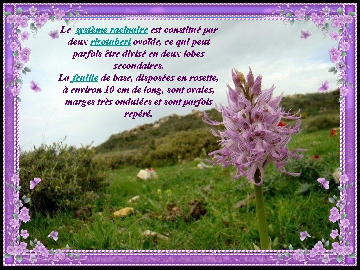 Le système racinaire est constitué par deux rizotuberi ovoïde, ce qui peut parfois être Le système racinaire est constitué par deux rizotuberi ovoïde, ce qui peut parfois être