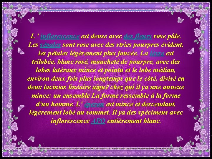 L ' inflorescence est dense avec des fleurs rose pâle. Les sépales sont rose L ' inflorescence est dense avec des fleurs rose pâle. Les sépales sont rose