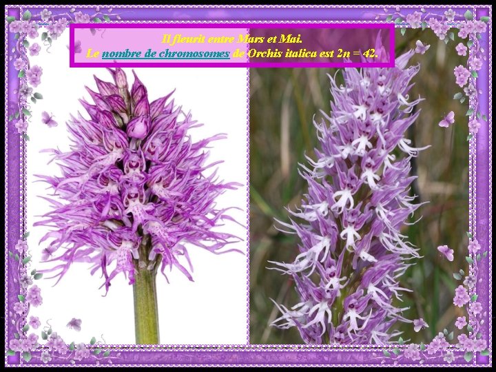 Il fleurit entre Mars et Mai. Le nombre de chromosomes de Orchis italica est Il fleurit entre Mars et Mai. Le nombre de chromosomes de Orchis italica est