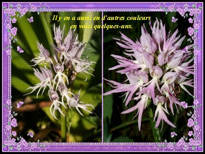 Il y en a aussi en d’autres couleurs en voici quelques-uns. Il y en a aussi en d’autres couleurs en voici quelques-uns.