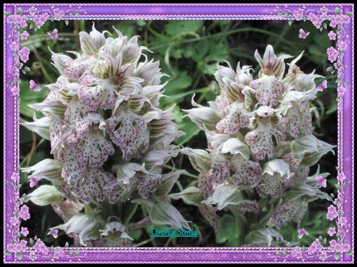 Orchis Simia Orchis Simia