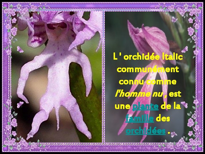 L ' orchidée Italic communément connu comme l'homme nu , est une plante de L ' orchidée Italic communément connu comme l'homme nu , est une plante de
