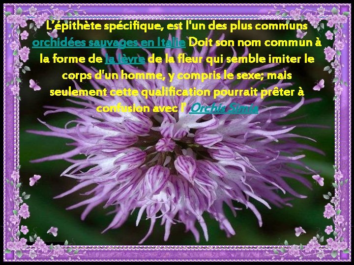 L’épithète spécifique, est l'un des plus communs orchidées sauvages en Italie Doit son nom L’épithète spécifique, est l'un des plus communs orchidées sauvages en Italie Doit son nom
